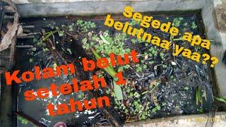 Bongkar kolam belut setelah 1 tahun