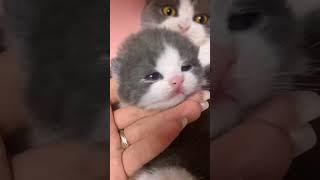 this cat is so cute AYO SUBSCRIBE agar mendapatkan video menarik lainnya, LET'S SUBSCRIBE 