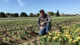 Basics of Dwarf Bearded Iris