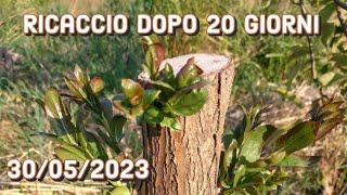 Ricaccio dopo 20 giorni Pioppi alberi da biomassa