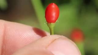 Capsicum Hybrids - Cumari Pollux x Rooster Spur (Part 2)