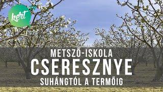 Cseresznyefa metszése csemetétől a termőig Kosztka Ernővel | kert TV metsző-iskola