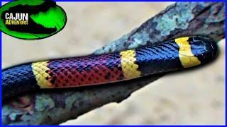 North America's most VENOMOUS SNAKE - The Coral Snake!