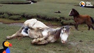 Baby Horse Refuses To Leave Injured Mom's Side | The Dodo
