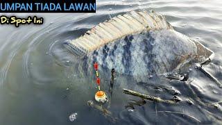 Pertama Didunia,, Mancing nila babon liar di sungai dpat banyak guna umpan ini,,, #hp -197