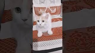 cute rozy#viral #cat #video