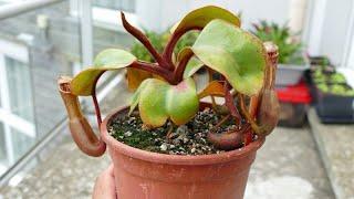 Lithophytic Nepenthes 101