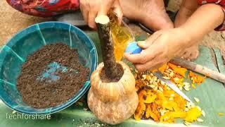 How To Grafting Jackfruit In Pumpkin Fruit Grow Fast Quickly Seasoning Powder