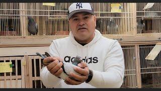 Champion Fancier Racing Pigeons - Manuel Juarez of La Morita Loft, New Jersey USA