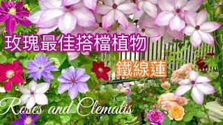 【Roses and Clematis】玫瑰搭配鐵線蓮種植的夢幻效果；我種多款的理由是….｜バラと花期が合い、育てやすいクレマチス#Clematis#鐵線蓮#玫瑰#月季#バラとクレマチス#園藝