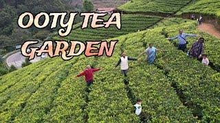 TEA GARDEN OOTY,#OOTY,#TURISTPLACEINOOTY,#TURISTPACEINTAMILNADU,#TEAGAURDEN,#hilstation