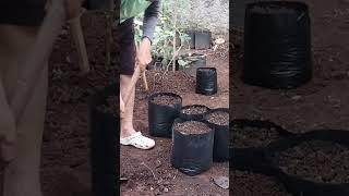 BERKEBUN santai di samping rumah #shorts