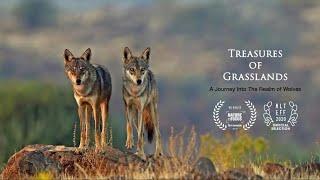 Treasures of Grasslands - Trailer - Winner NiF Film Awards 2019