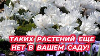 ОБ ЭТИХ МНОГОЛЕТНИКАХ ВЫ ДАЖЕ НЕ СЛЫШАЛИ! Редкие неприхотливые цветы для сада