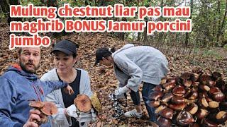 BEGINI HUDUP KAMI DI ITALIA MAU MAGHRIB PERGI MULUNG CHESTNUT DAPAT BONUS JAMJUR