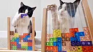 Cat Plays Tetris Himself. Incredible!