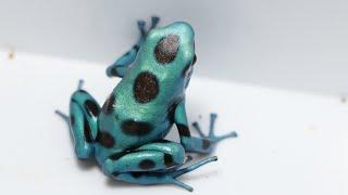 Species Spotlight Ep.3 - Dendrobates auratus