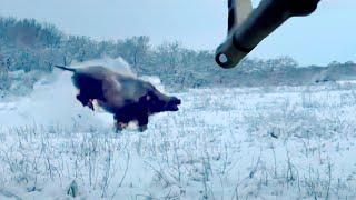 Dangerous ATTACKS of WILD BOARS. Effective shots on Wolves, Jackals, Tur, Wild Boars