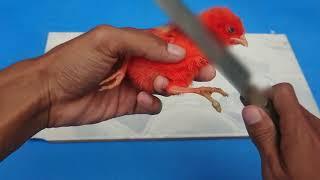 Cutting baby color chicks, Cutting toy fish and turtle toy || HEN Video 4K