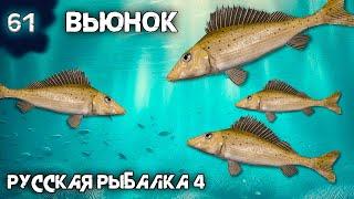 Русская рыбалка 4 - Рабочая точка на трофей Ерша Носаря + Розыгрыш ! [#61]