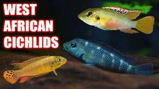 FIVE Community Safe West African Cichlids