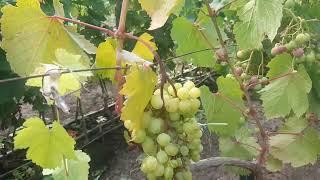 Вертициллез - внезапное увядание ягод винограда, пробуем разобраться и противостоять