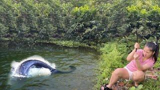 Ikan raksasa suka memakan kepompong ulat sutera  | pergi memancing ikan raksasa