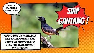 BUKAN AUDIO PEMASTERAN !!! AUDIO INI UNTUK MENJAGA KESTABILAN MENTAL MURAI BATU PASTOL DAN PRESTASI