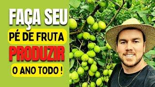 Como fazer o seu pé de Fruta produzir o ano todo? Vou te ensinar!