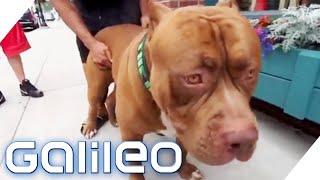 80kg! Hulk ist der größte Pitbull der Welt! | Galileo | ProSieben