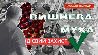 Вишня  Дієвий захист   від вишневої мухи 