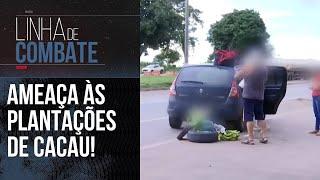 "A VASSOURA-DE-BRUXA PODE CONTAMINAR UM CACAUZEIRO INTEIRO." | LINHA DE COMBATE