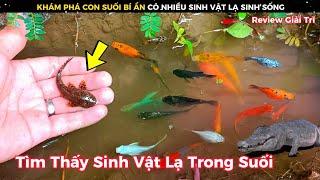 Thật Khó Tin Khi Phát Hiện Rất Nhiều Sinh Vật Lạ Sống Trong Một Con Suối || Review Giải Trí Đời Sống