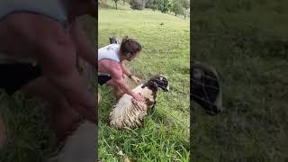 Passionate Human Saves A Trapped Sheep, Watch Till The End For Happy Ending!