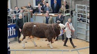 Simmental Bull Sale at Stirling February 19th 2018