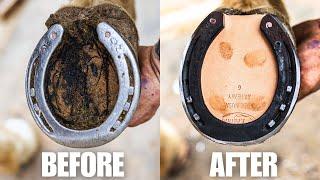 Satisfying Full Horse Hoof Restoration | 4K FARRIER ASMR