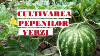 Watermelon cultivation - from seed to harvest