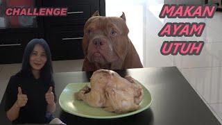 PITBULL EAT WHOLE CHICKEN - ASKED TO STAY FIRST #HEWIE PITBULL