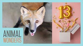 Seraphina the Red Fox is 13!