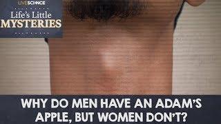 Why Do Men Have an Adam's Apple But Women Don't?