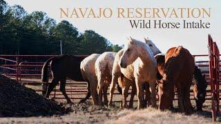 Navajo Reservation Wild Horse Intake