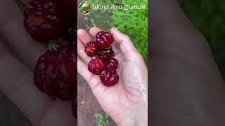 Is this Star Berries? #cuttingfruit #fruits #berry #redberry #fruit #shorts