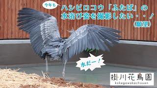 （今年も）ふたばの水浴び姿を撮影したい・・・！【掛川花鳥園公式】