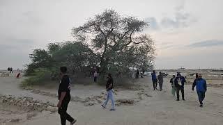 The Tree Of Life - Bahrain