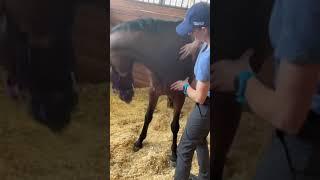 Horse Massage by Amare Equus