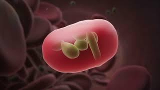 Malaria 3D Animation Shows How the Red Blood Cells are Infected