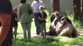 Верблюд в парке в  Тогучине.A camel in the park in Toguchin.