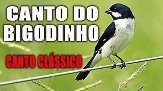 Canto do Bigodinho Para Ouvir e Relaxar (Bigodinho Canto Clássico)