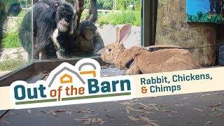 Rabbit, Chickens, & Chimps | Dallas Zoo's Out of the Barn: Episode 1