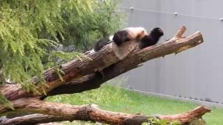 Падающие панды компиляция Falling pandas compilation